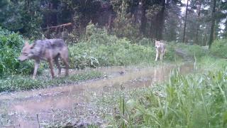 Artvin'de ormanda kurt sürüsü görüntülendi