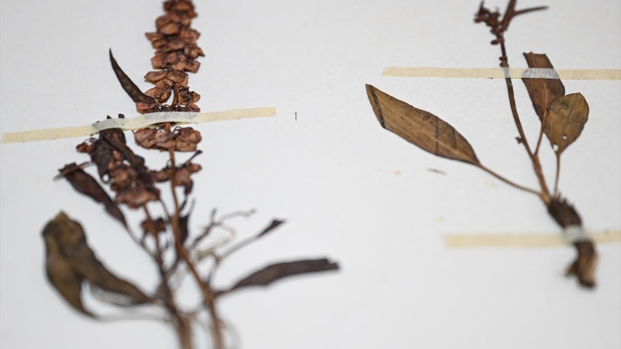 En eski örnek yaklaşık 200 yaşında