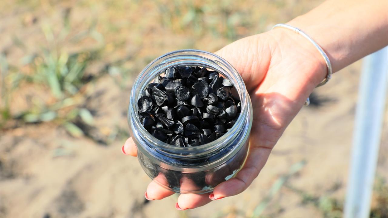 "Tohumlar çok iri olmalarına rağmen oldukça hafif"