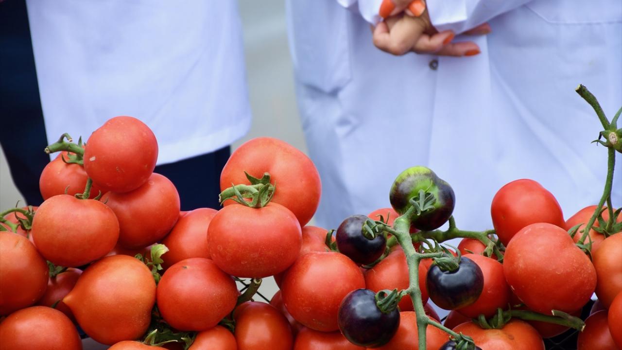 "Cürufla 10 yıla kadar üretim yapılıyor"