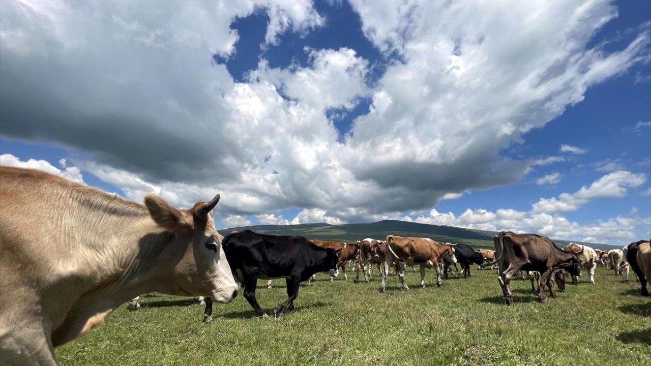 255 bin büyükbaş hayvanın aşısı tamamlandı