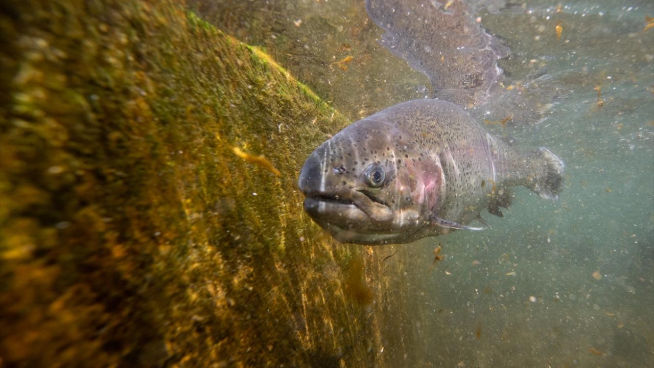 Denizli`den 20 ülkeye alabalık ihracatı