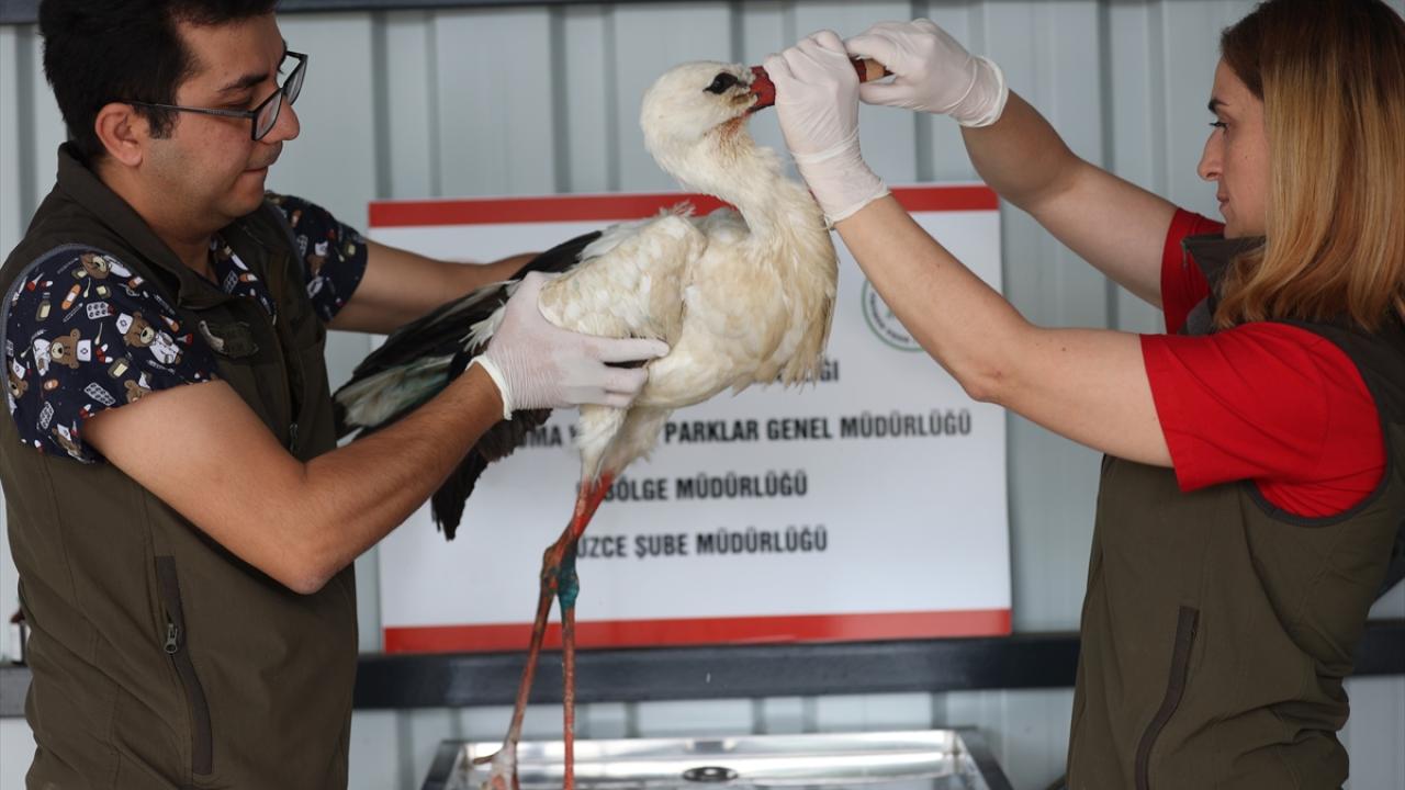 Balık, tavuk ve ciğerle besleniyor