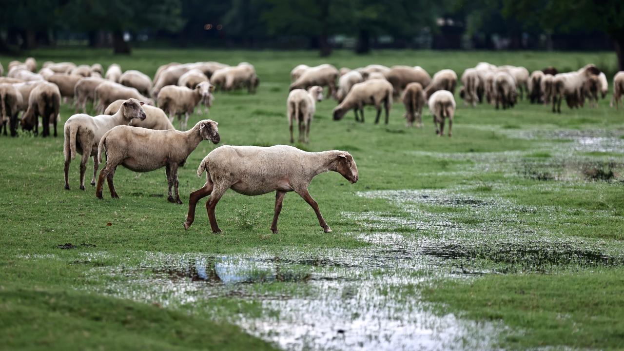Sarı kod uyarısı nedir?