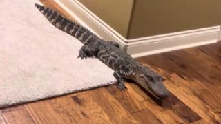 ABD’de eve 1,5 metrelik timsah girdi