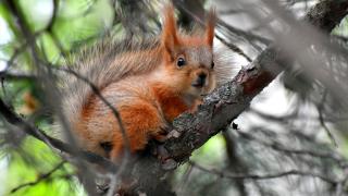 Kars'ta millet bahçesinde sincap ve kızıl şahinler görüntülendi