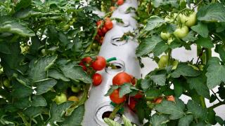 Volkanik cürufla düşük maliyetli organik tarım yapılıyor