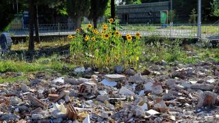 Malatya'da depremde aldığı hasar nedeniyle yıkılan binanın arazisinde ayçiçekleri açtı