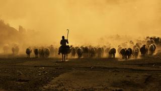 Sürülerin tozlu yollardaki zorlu yolculuğu havadan görüntülendi