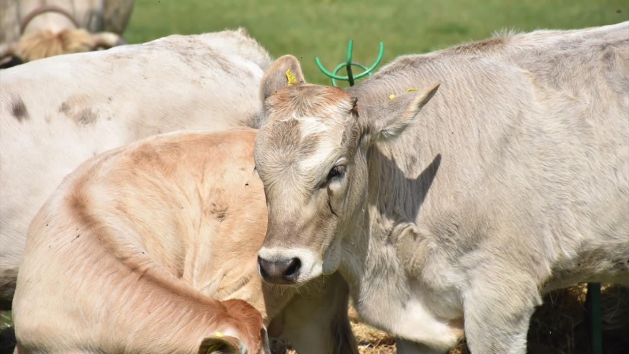 "Embriyoları dondurarak gen bankasında koruma altına aldık"