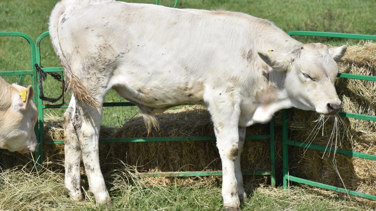 "Koruma altına alınmış oldu"