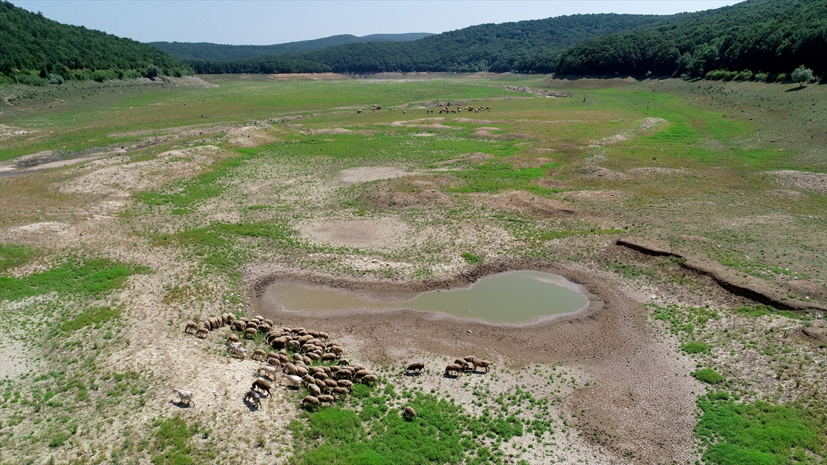 Son 9 yılın doluluk oranları