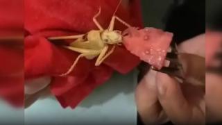 Dev çekirgeye karpuz yedirdi