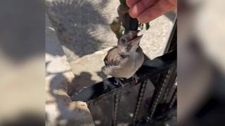 Sıcaktan etkilenen kuş yavrusu bir kişinin yardımıyla kendine geldi