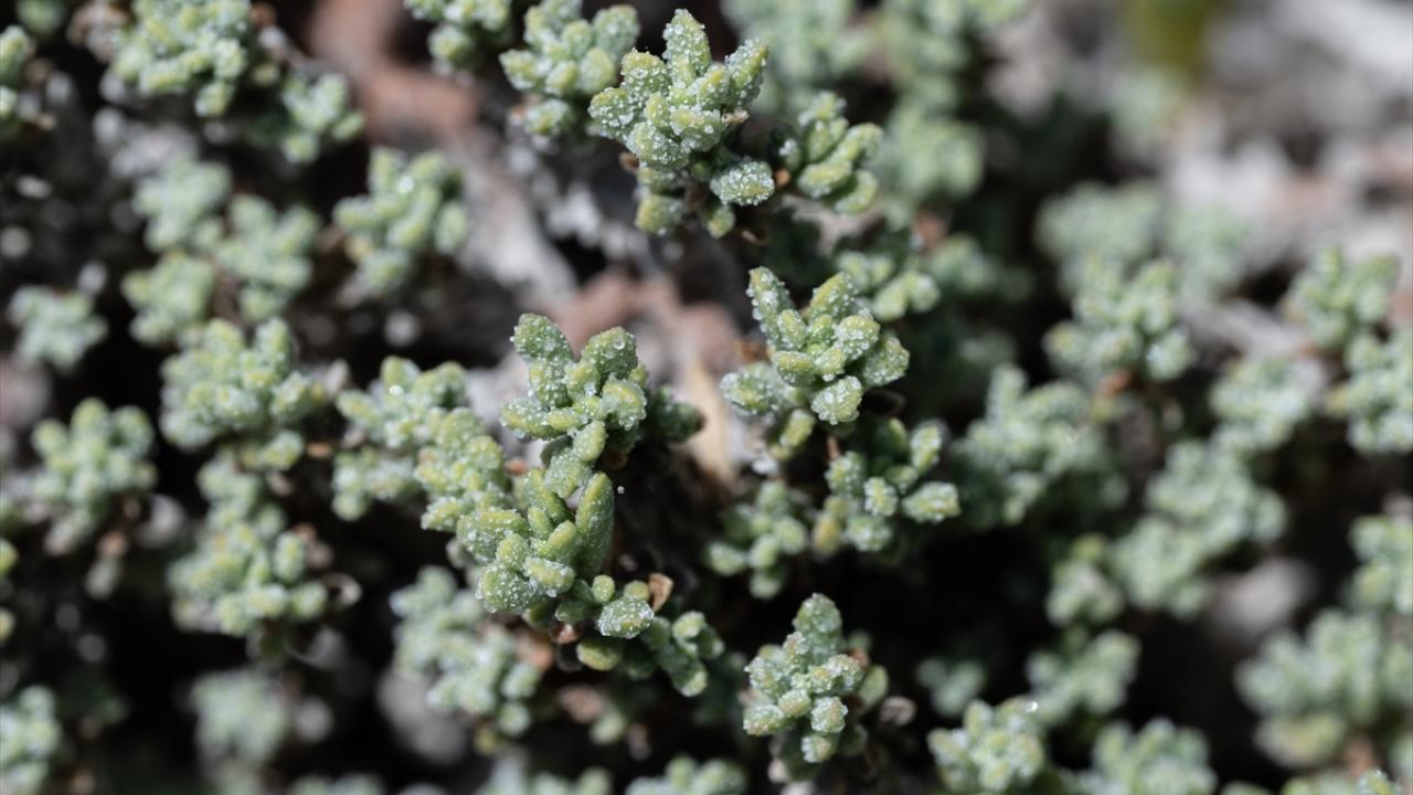 Türkiye`de sadece Tuz Gölü civarında görülebiliyor
