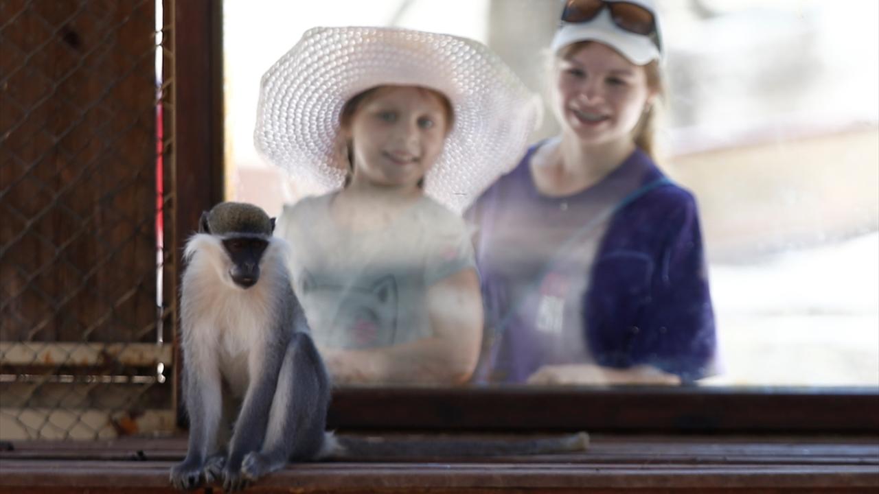 Hayvanlara "yaz diyeti" uygulanıyor