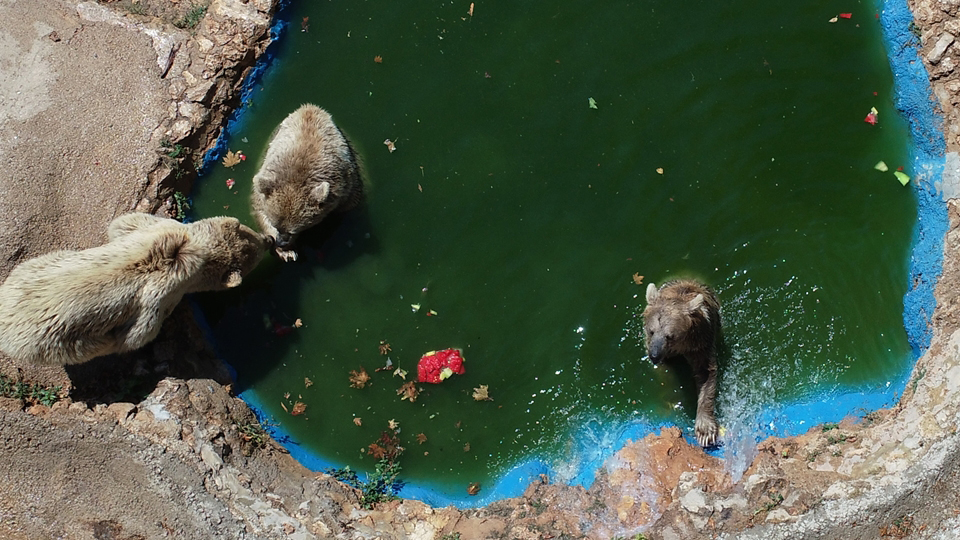 Ayı "Bobo"nun havuz keyfi, ilgiyle izleniyor