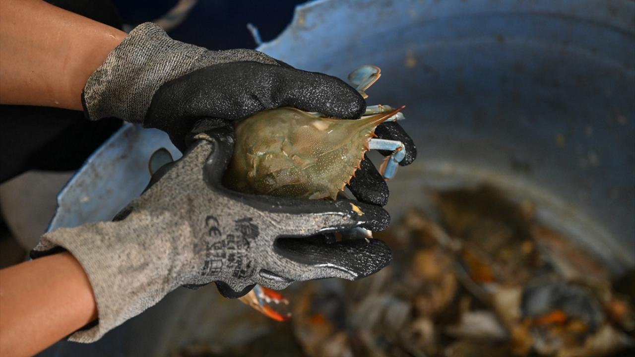 "Yıllık 30 ton civarında mavi yengeç yakalayarak işliyoruz"