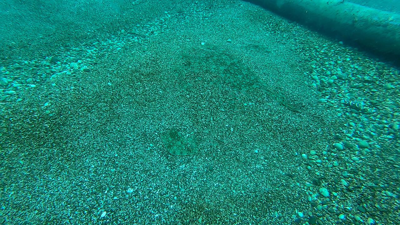 `Her türlü av aracı, yavruları tutuyor"