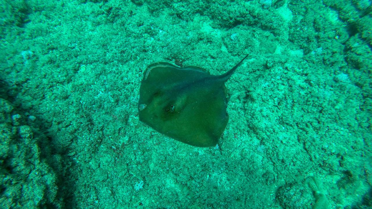 "Akdeniz`de vatozların yaşam alanı iyice daraldı"