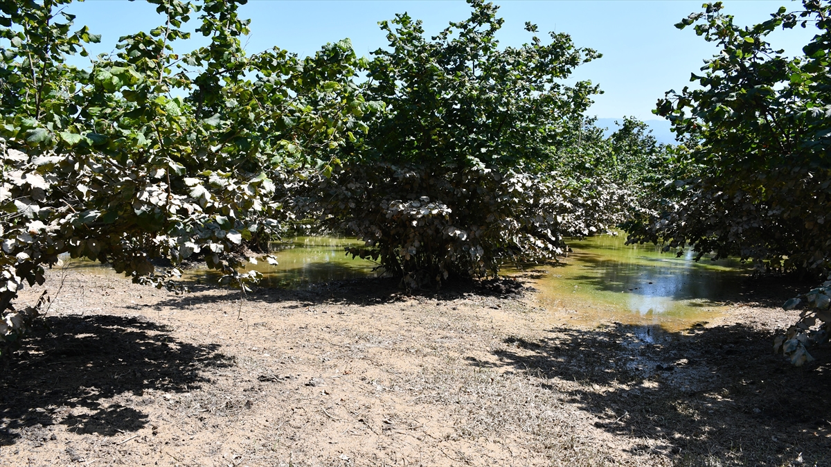 Küllemeye karşı yaprak gübresi tavsiyesi
