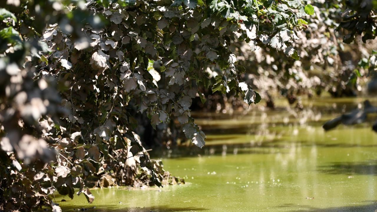 "Zaten ayazdan dolayı sıkıntımız vardı"