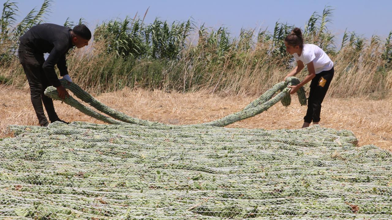 'El Nino' sıcağında zorlu tütün kurutma mesaisi