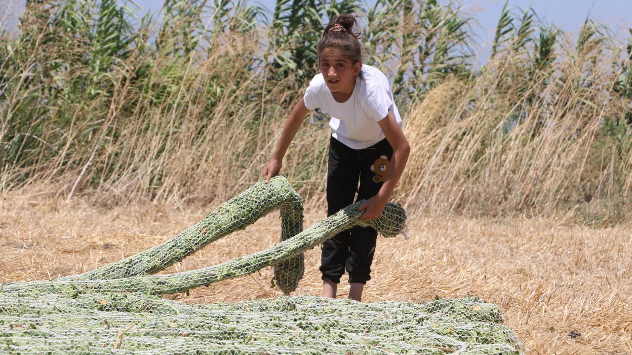 “Tütünleri çevirmek zorundayım; eğer çevirmezsem küflenir, yanar, siyahlaşır ve kalitesi bozulur"