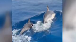 Kuşadası'nda yunuslar tekneye böyle eşlik etti