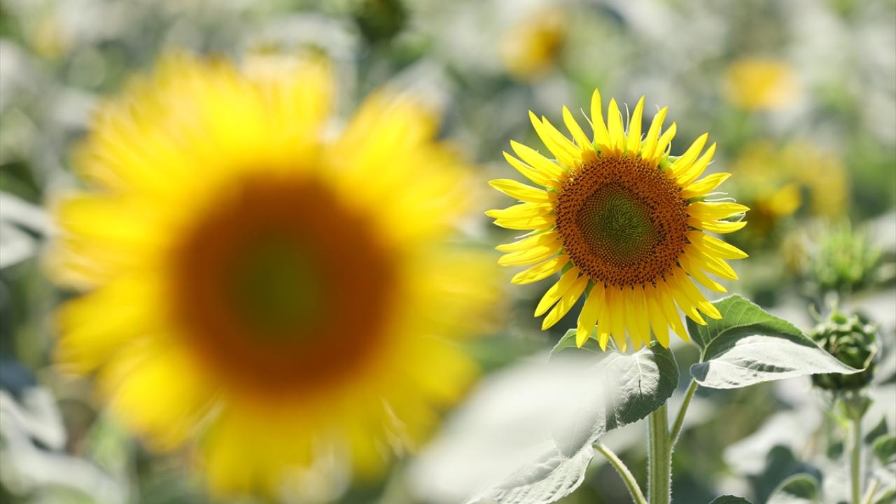 "Bu şekilde sıcak ve kurak geçerse ciddi sorunlar bizi bekliyor"