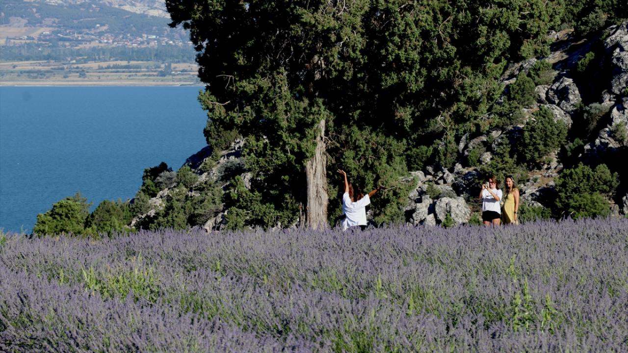 "Lavantalar bu yıl bol çiçekli ve renkleri canlı"