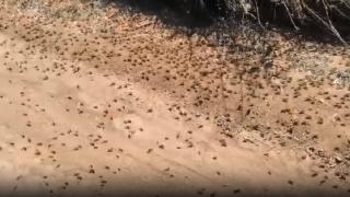 Önlerine çıkan her şeyi yiyen çekirgeler çiftçinin korkulu rüyası oldu