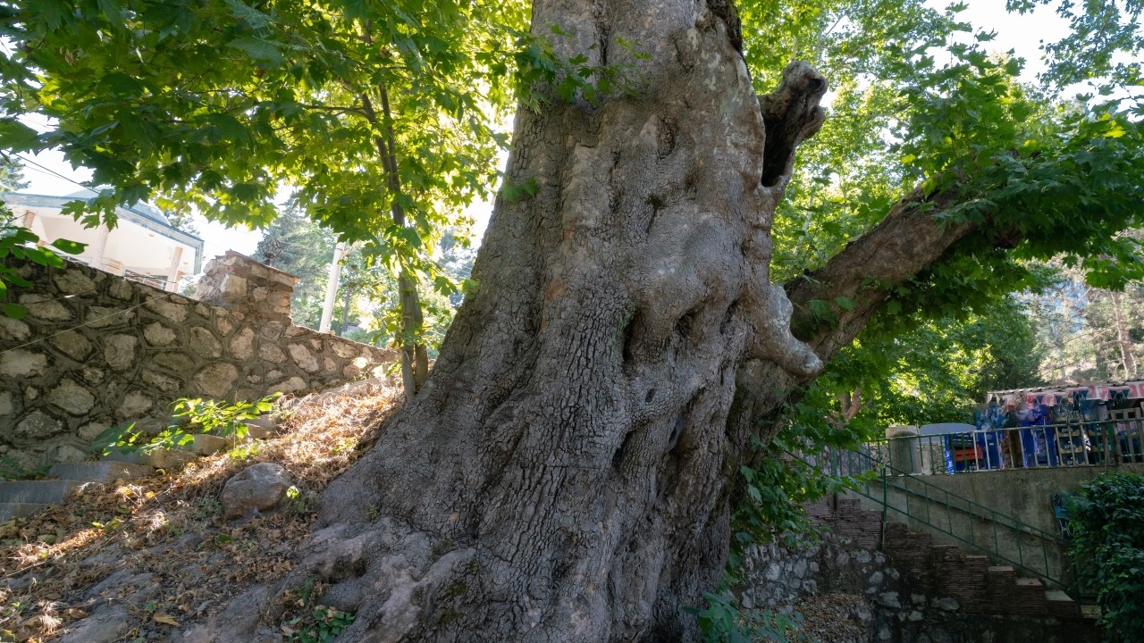 Haber ve Fotoğraf: Ali Çilesizoğlu