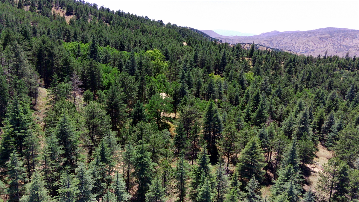 "Kuşhan ağaçlandırma sahası ilçemizin en yeşil orman alanı"