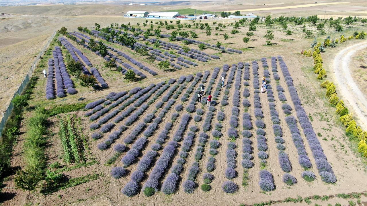 “Kokusu büyülerken rengi görsel şölen sunuyor”