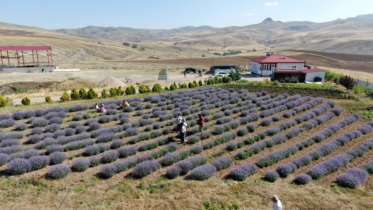 “Biz lavantalardan yağ ediyoruz ama pazarlayamıyoruz” 