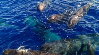 Kaş ve Fethiye açıklarında İspermeçet balinaları görüntülendi