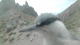 Fotokapana 'tıklayan' kaya sıvacısı kuşu