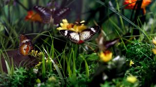 Konya Tropikal Kelebek Bahçesi, uçuş alanıyla Avrupa'nın en büyüğü