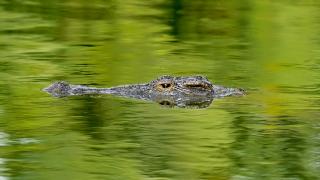 BAE'ndeki "Dubai timsah parkı"