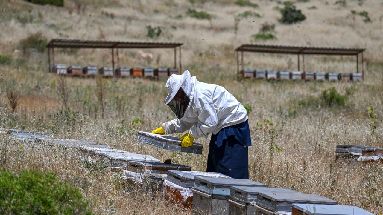 "Bal üretiminde artış bekliyoruz"