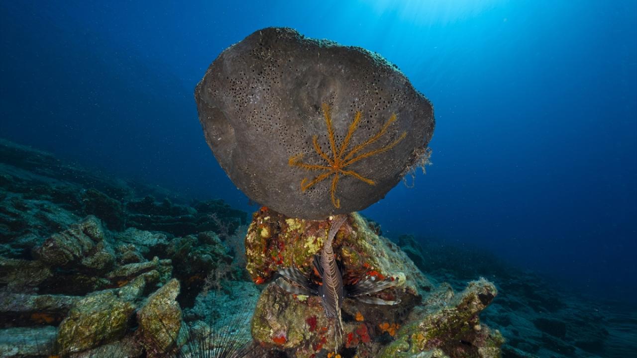 "Bodrum`da dalış çalışmalarımız devam edecek"