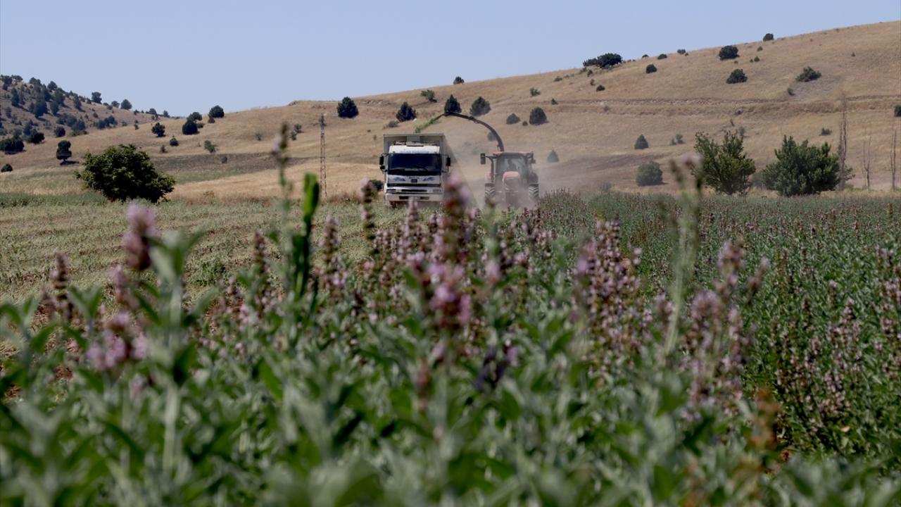 "Kurutulmuş adaçayı ihracatı zannediyorum ki 250 tonu bulacak"