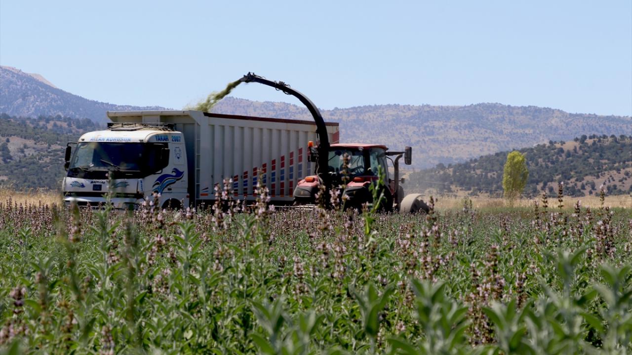 İlaçsız üretiliyor