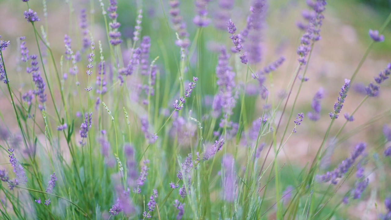 Fotoğraf: Ali Çilesizoğlu