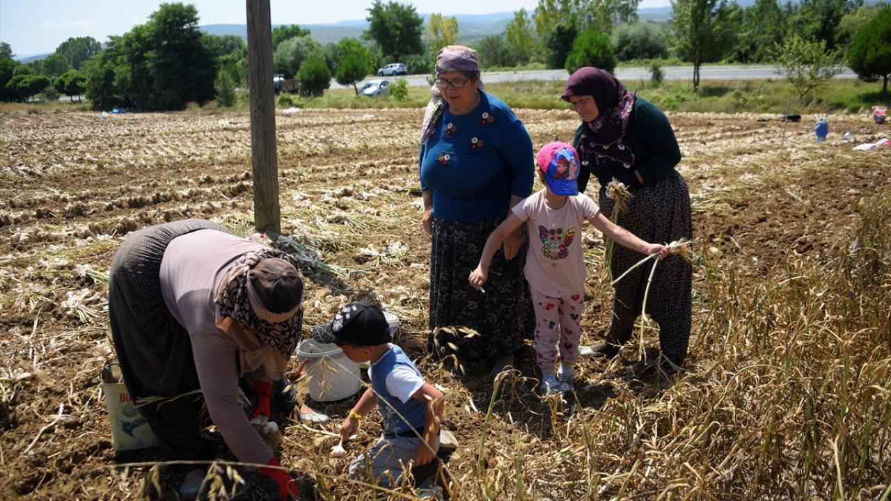 Pazar fiyatları yeni oluşuyor