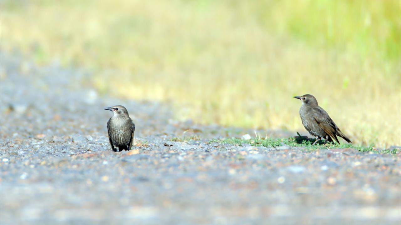 "Kadife ördeğin de ürediği bilgisine rastladık"