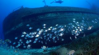 Bodrum'un su altı zenginlikleri günyüzüne çıkartılıyor
