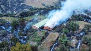 Cezayir'de orman yangınları