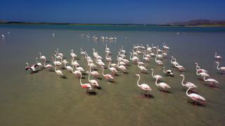 Yozgat'ın misafir kuşları göç yolunda